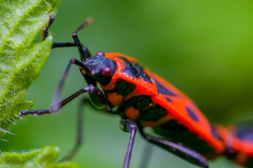 small beetle in high season grass