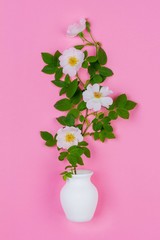 bouquet of pink wild rose flowers in a white jug on a pink background