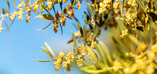Fototapeta na wymiar Closeup of a blossoming olive tree in the spring in Cyprus, on blue sky sunny background,space for text