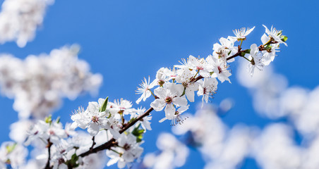 Cherry blossoms in spring. Beautiful white flowers against blue sky
