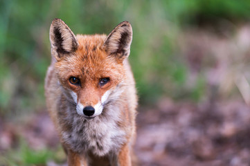 Obraz premium Portrait eines Fuchses mit einem beschädigtem Auge