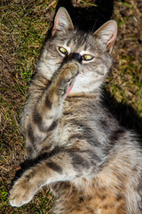 The cat lies on the grass and licks its paw.