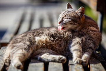 The cat lies on a bench and licks wool