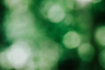 Bokeh in Grün