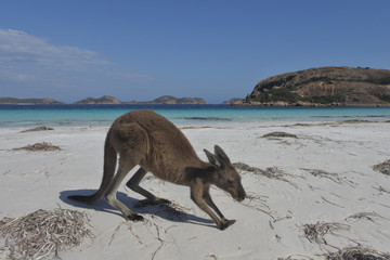  Kangaroo on the beach in Lucky Bay Cape le Grand in Western Australia