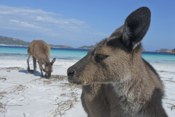  Kangaroos on the beach in Lucky Bay Cape le Grand in Western Australia