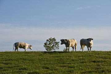 agriculture agricole elevage paysage Wallonie Belgique lait vache