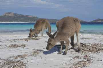  Kangaroos on the beach in Lucky Bay Cape le Grand in Western Australia