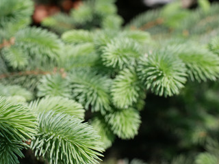 Green Christmas tree branches with blurry background