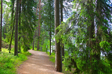 Beautiful trees in the forest close to Langinkoski next to the Kymi river in Kotka, Finland.
