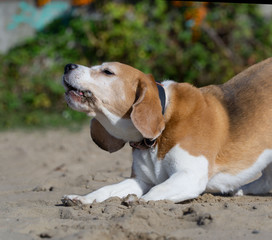 Beagle