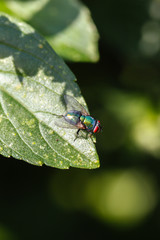 Fliege auf einem Blat
