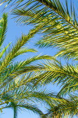 green leaves of palm tree against blue clear sky. . Close-up. Slow motion. Summer holiday concept. Natural botanical backdrop. Floral background. Sunny day. Sunlight. Selective focus image. Copy space