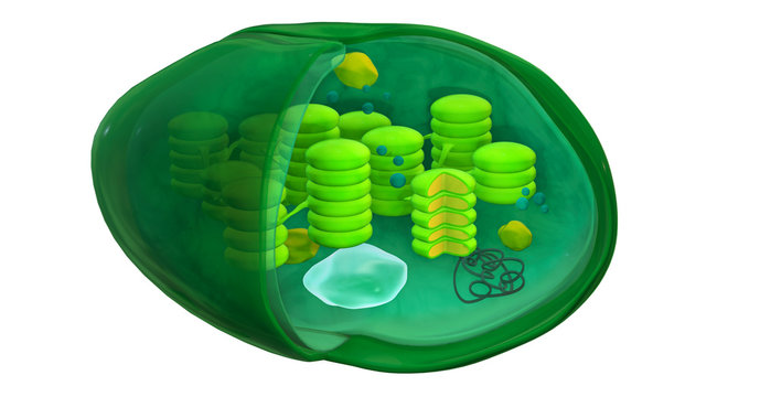 Chloroplast structure, 3d illustration. Cross section of a chloroplast from a plant cell, showing also the additional elements: ribosome, nucleoid (DNA), plastoglobulus and starch granule