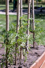 Young bushes tomato on a high bed on a sunny day