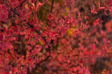 Fall berry shrub with bright red foliage in the forest
