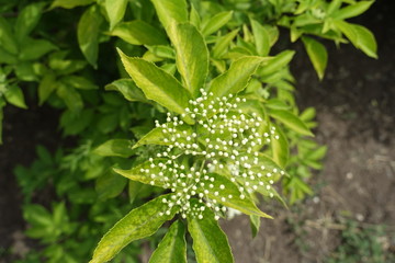 Closed buds of Sambucus nigra in May