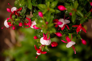 flowers, macro, red, yellow, green, fresh, spring, nature, leaf, tulips, fuchsia, wild, garden,...