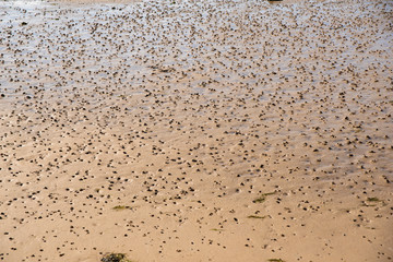 Tubes with worm casts of the lugworm in the mud flat by Luettmoorsiel