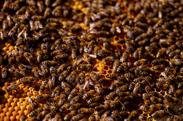 bees, bee hives, honey, busy, collectors, nature, yellow, green, population, brown, hive, colors,...