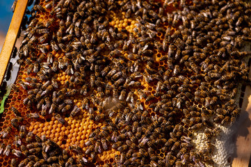 bees, bee hives, honey, busy, collectors, nature, yellow, green, population, brown, hive, colors, pollen, queen, wax, crowded, many, little, animal, insect, important, saving, multiply