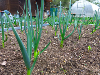 garlic grows in the garden