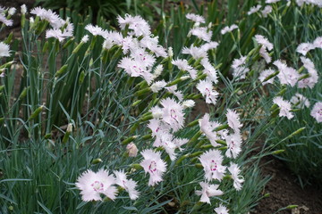 Buds and light pink flowers of Dianthus deltoides in May