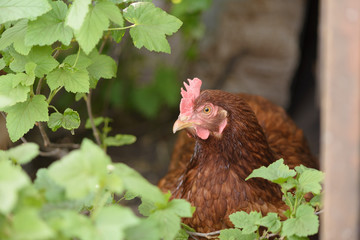 A brown hen hiding from the summer heat in the currant bushes. Close up, copy space, selective focus.
