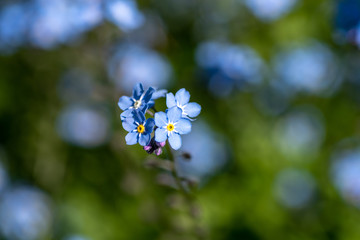 A picture of some blue Myosotis flowers.       Vancouver BC Canada
