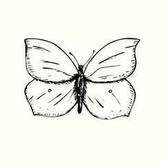 Gonepteryx rhamni, common brimstone, butterfly front view, hand drawn gravure style, sketch illustration, element for design