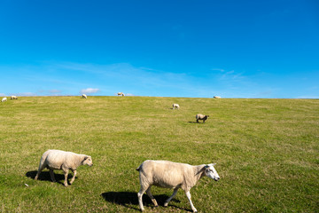 Fototapeta premium Sheeps on the dike by Luettmoorsiel