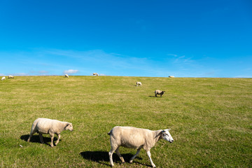 Sheeps on the dike by Luettmoorsiel