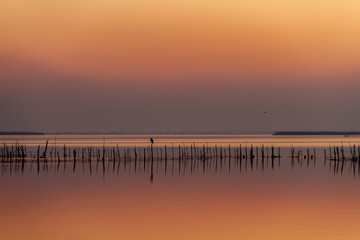 Gray heron over a fisher&acute;s instrument in Albufera of Valencia at golden hour .Beutifull Sunset