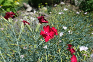 Vibrant red flowers of Dianthus in June
