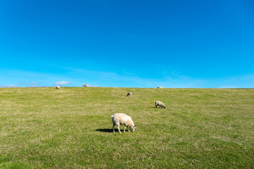 Fototapeta premium Sheeps on the dike by Luettmoorsiel