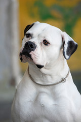 Obraz premium Cute American bulldog. Portrait against the background of an old rough wall.