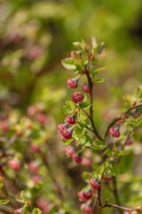 close up of a red currant