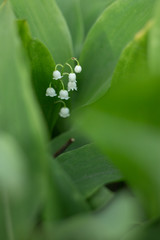 Close up view of the lily of the valley on a green leaves background. Image with selective focus