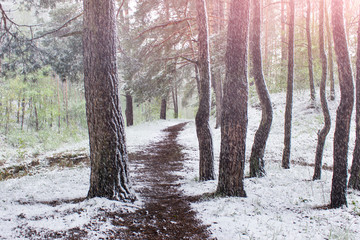 Winter forest scene with falling snow and pathway between pine trees.