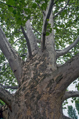 Fototapeta na wymiar Crown of an old plane tree