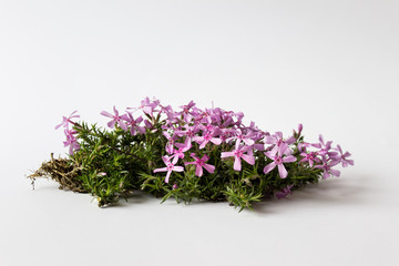 Piece of outside garden plant with pink flowers and dirt with roots on white background.