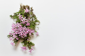 Top view of a little shrub with pink flowers, green grass and roots on white background located on the left. Photo with copy blank space.