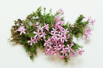 Top view flat of outside garden plant with roots, green grass and pink flowers on white background.