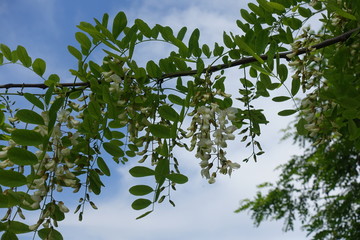 Branch of blossoming Robinia pseudoacacia against blue sky in mid May