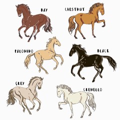 Galloping, trotting and walking horses of different coat on a white color background. Patten, isolate with running animals. Square vector template, isolate for postcards and design