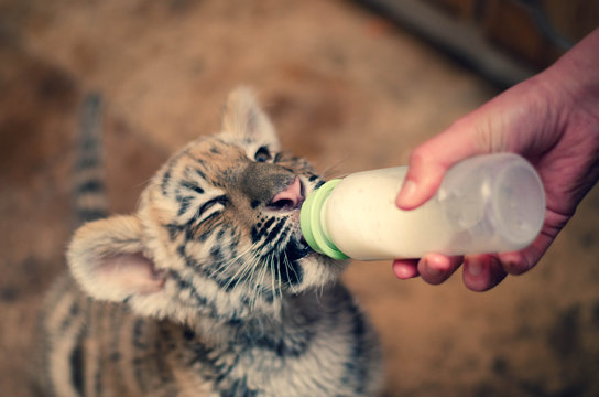 Photo of a baby tiger drinking milk from a baby bottle with a pacifier