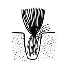 Black outline hand drawing vector illustration of an aquatic decorative plant with roots transplanting in the ground in aquarium isolated on a white background