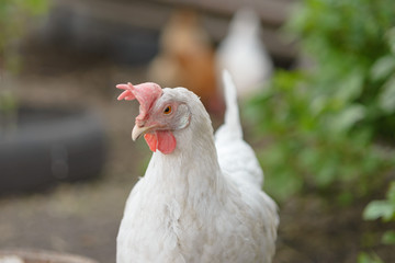 A white hen looks at the camera. Close up, copy space, selective focus.