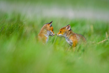 Young red fox babies are playing on the green meadow