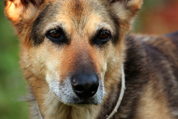 Closeup of German Shepherd dog head.